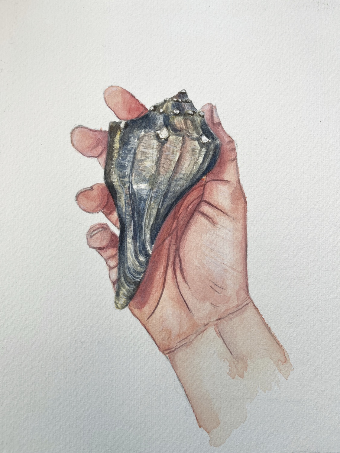 Shell Study 2