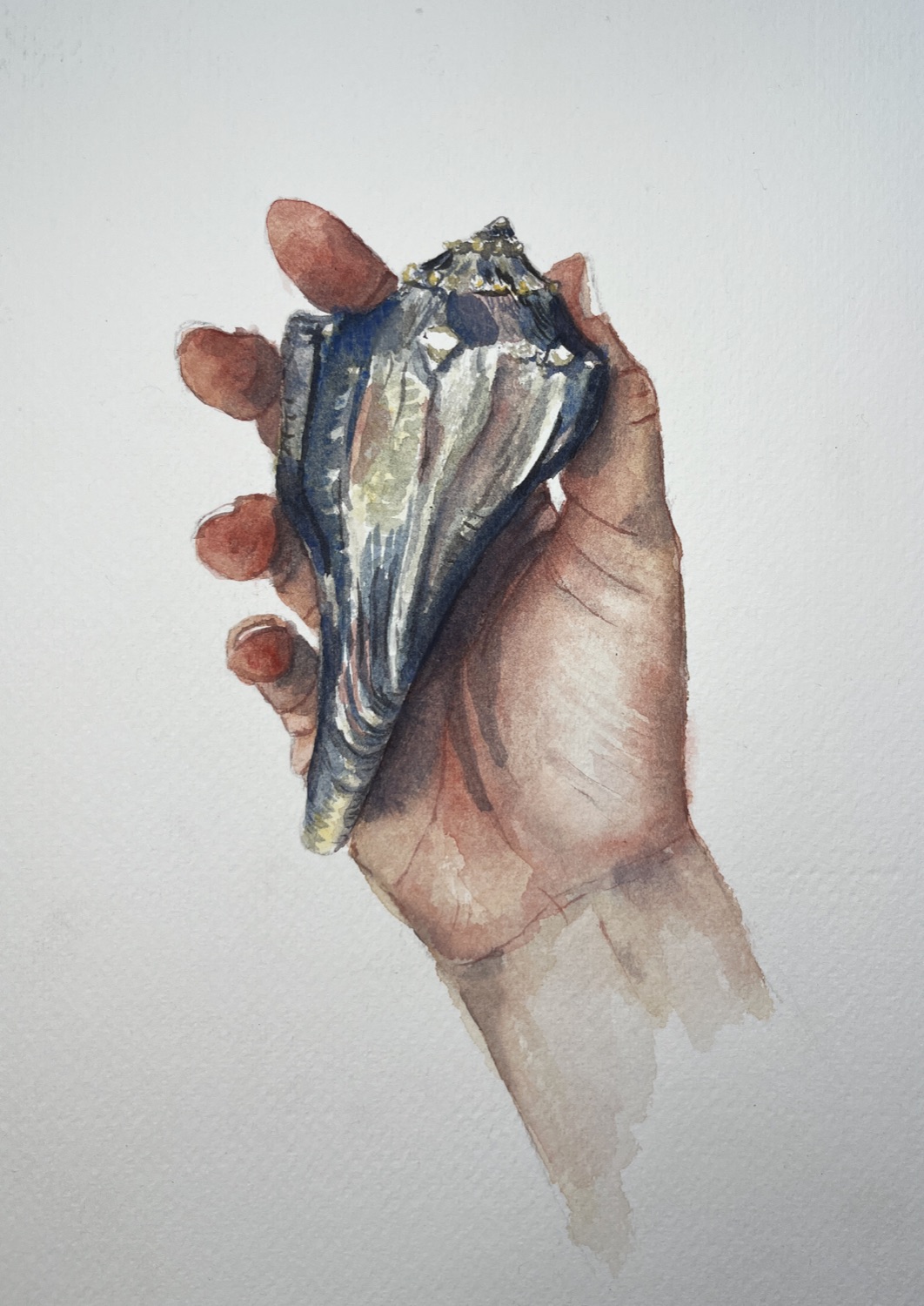 Shell Study 1