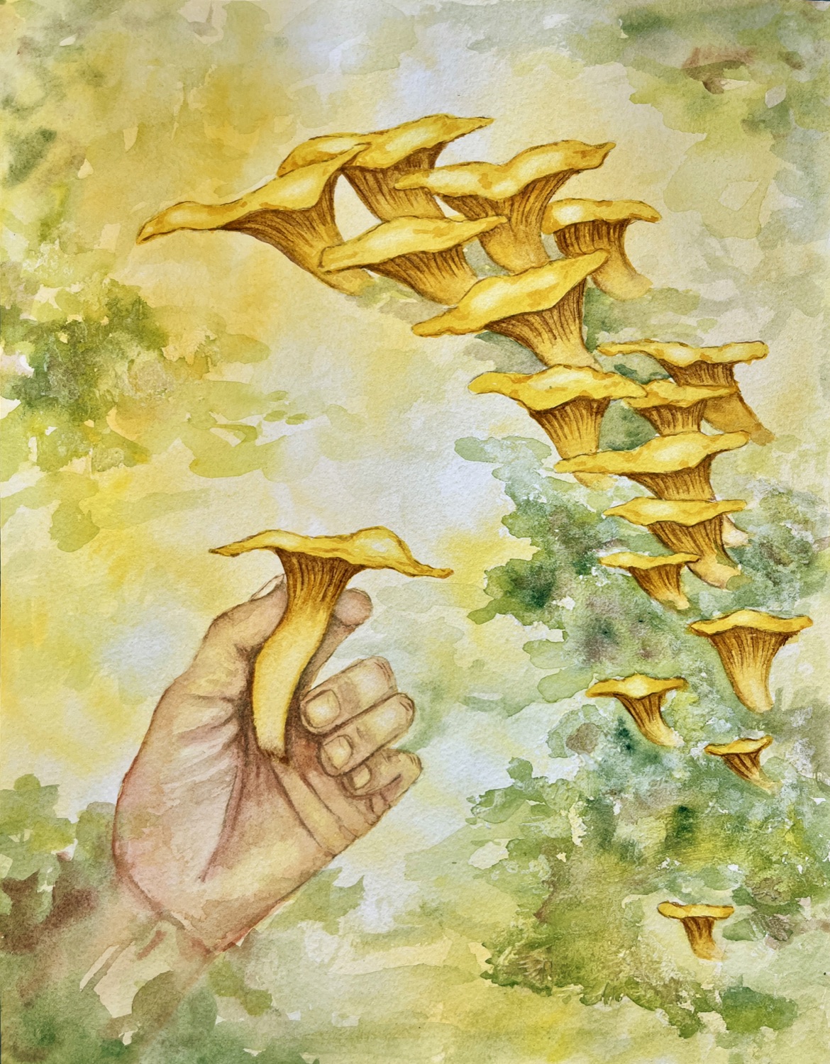 Trumpet Mushrooms